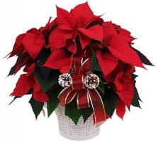 Potted Red Poinsettia Plant (large size)